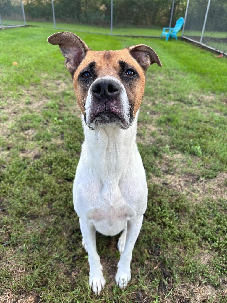 Enlarge Buster, a Adoptable mixed breed in Marion, OH image 2/6