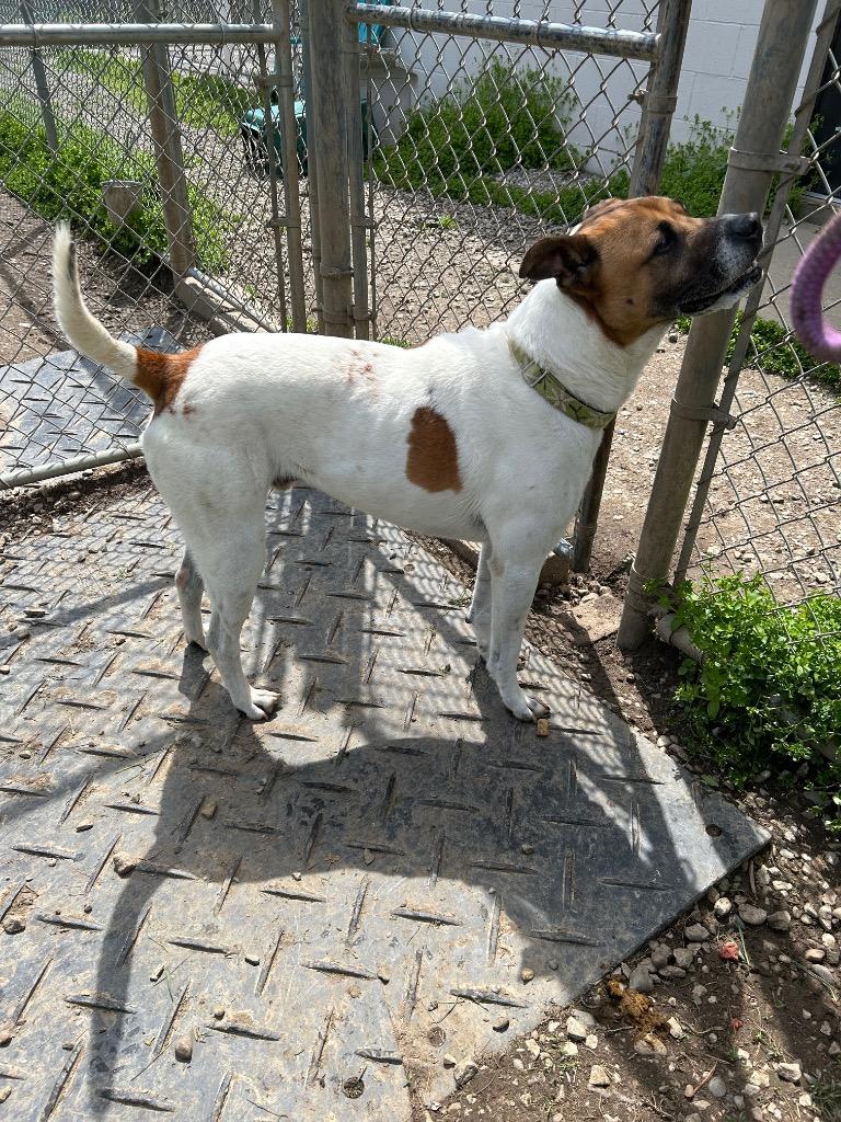 Enlarge Buster, a Adoptable mixed breed in Marion, OH image 3/6