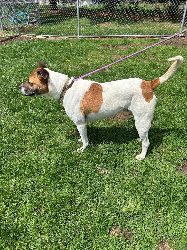 Enlarge Buster, a Adoptable mixed breed in Marion, OH image 4/6