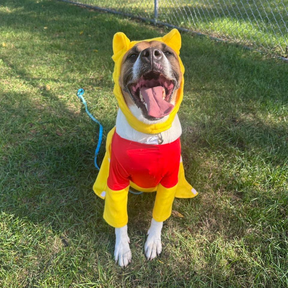 Enlarge Buster, a Adoptable mixed breed in Marion, OH image 5/6