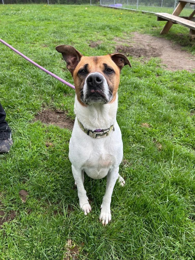 Enlarge Buster, a Adoptable mixed breed in Marion, OH image 6/6
