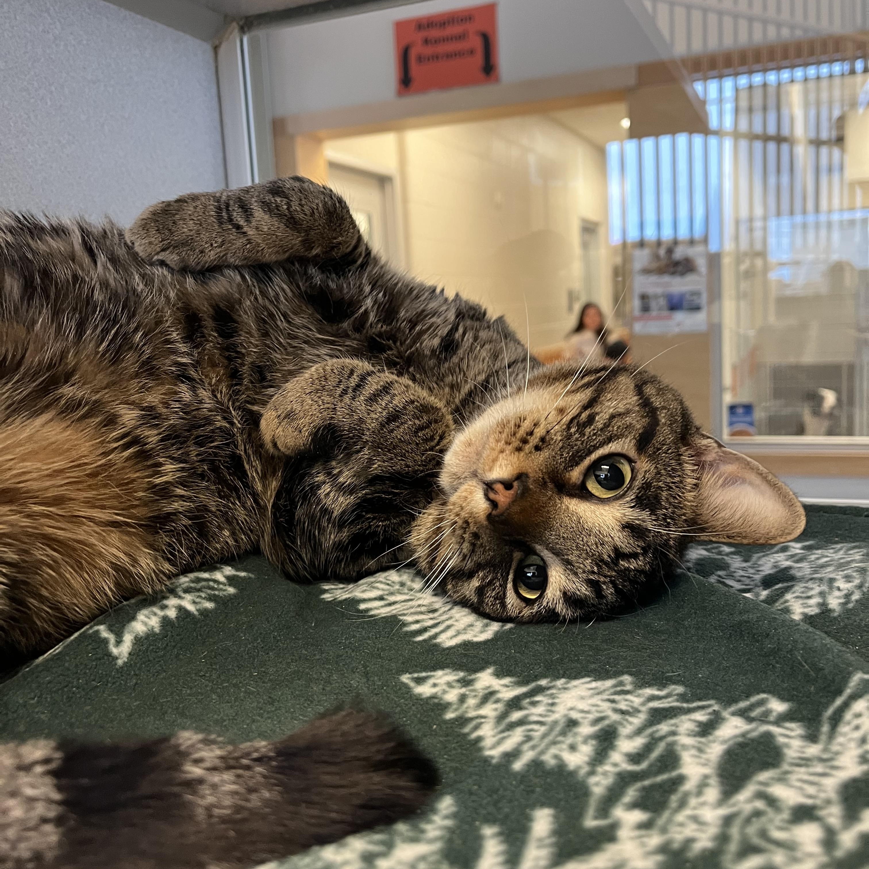 Milo, a ADOPTABLE Domestic Short Hair in Cedar Rapids, IA image 4/4