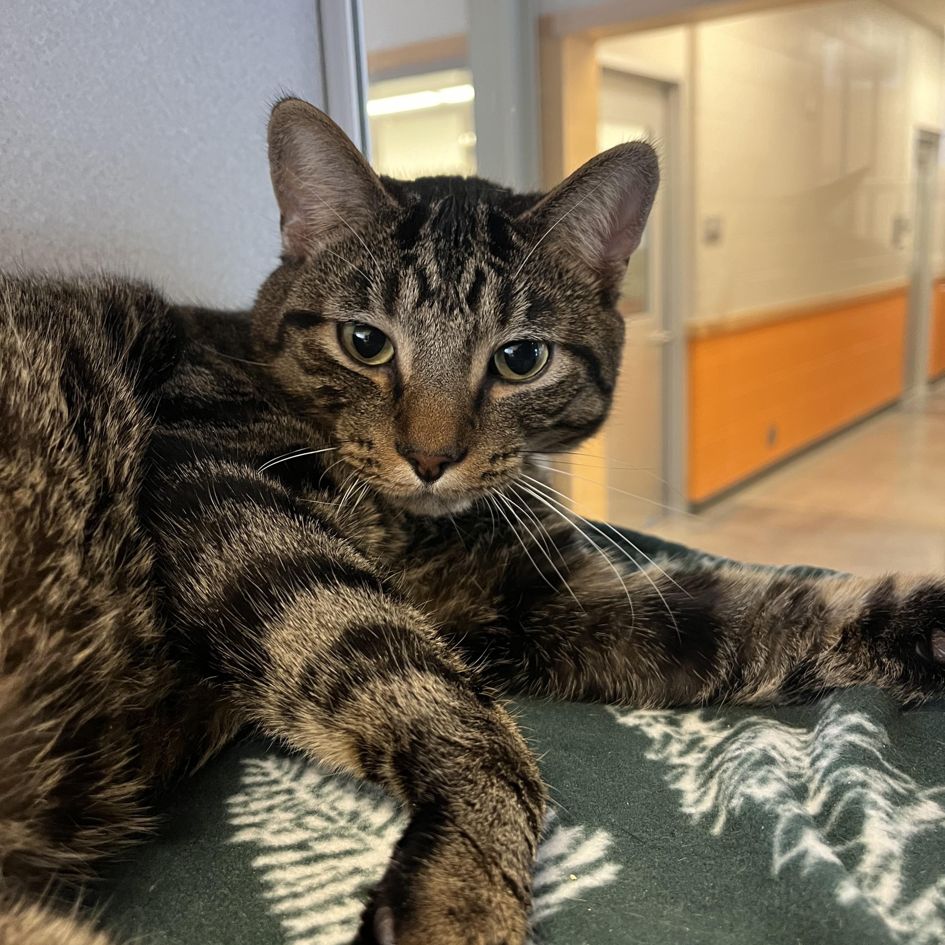 Milo, a ADOPTABLE Domestic Short Hair in Cedar Rapids, IA image 1/4