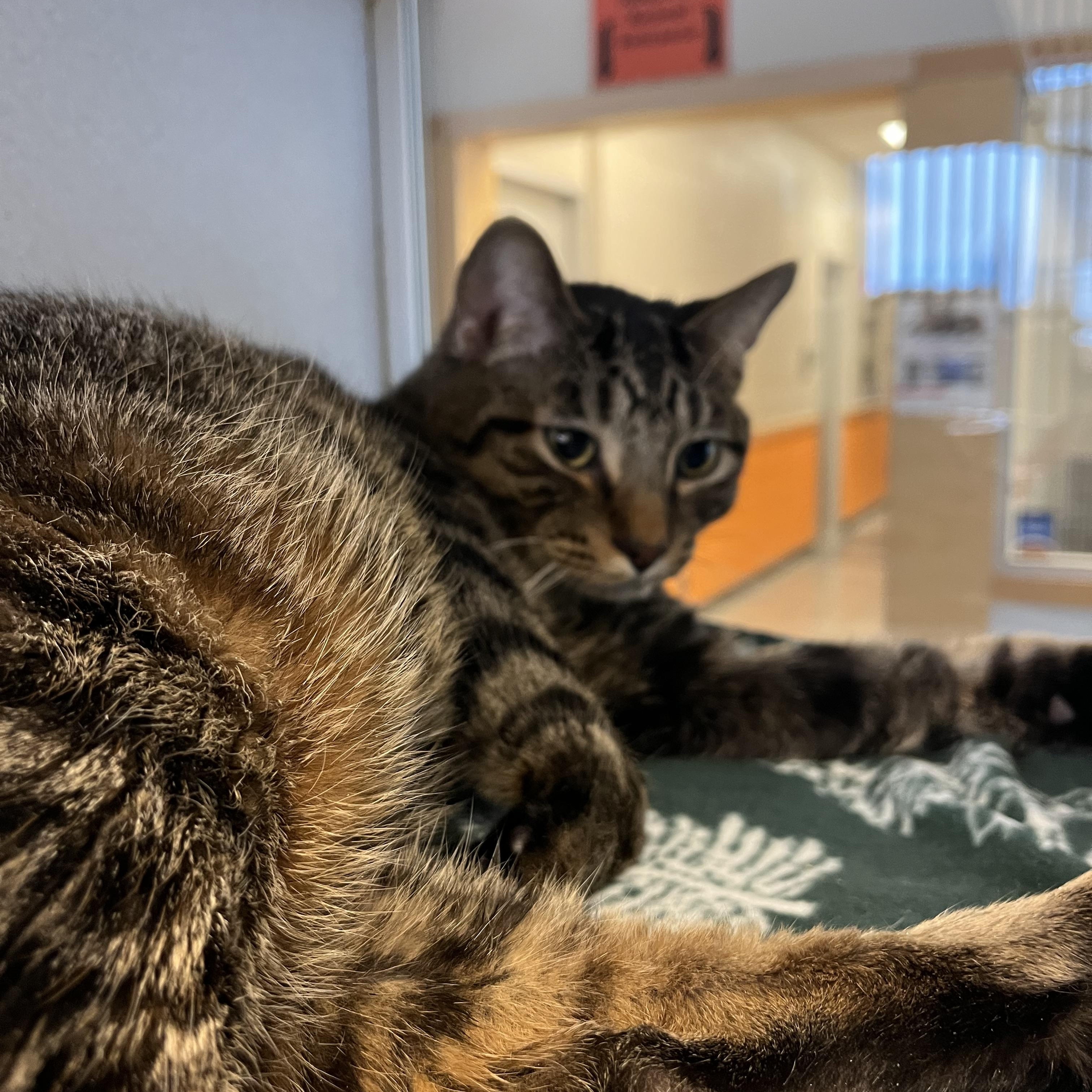 Milo, a ADOPTABLE Domestic Short Hair in Cedar Rapids, IA image 2/4