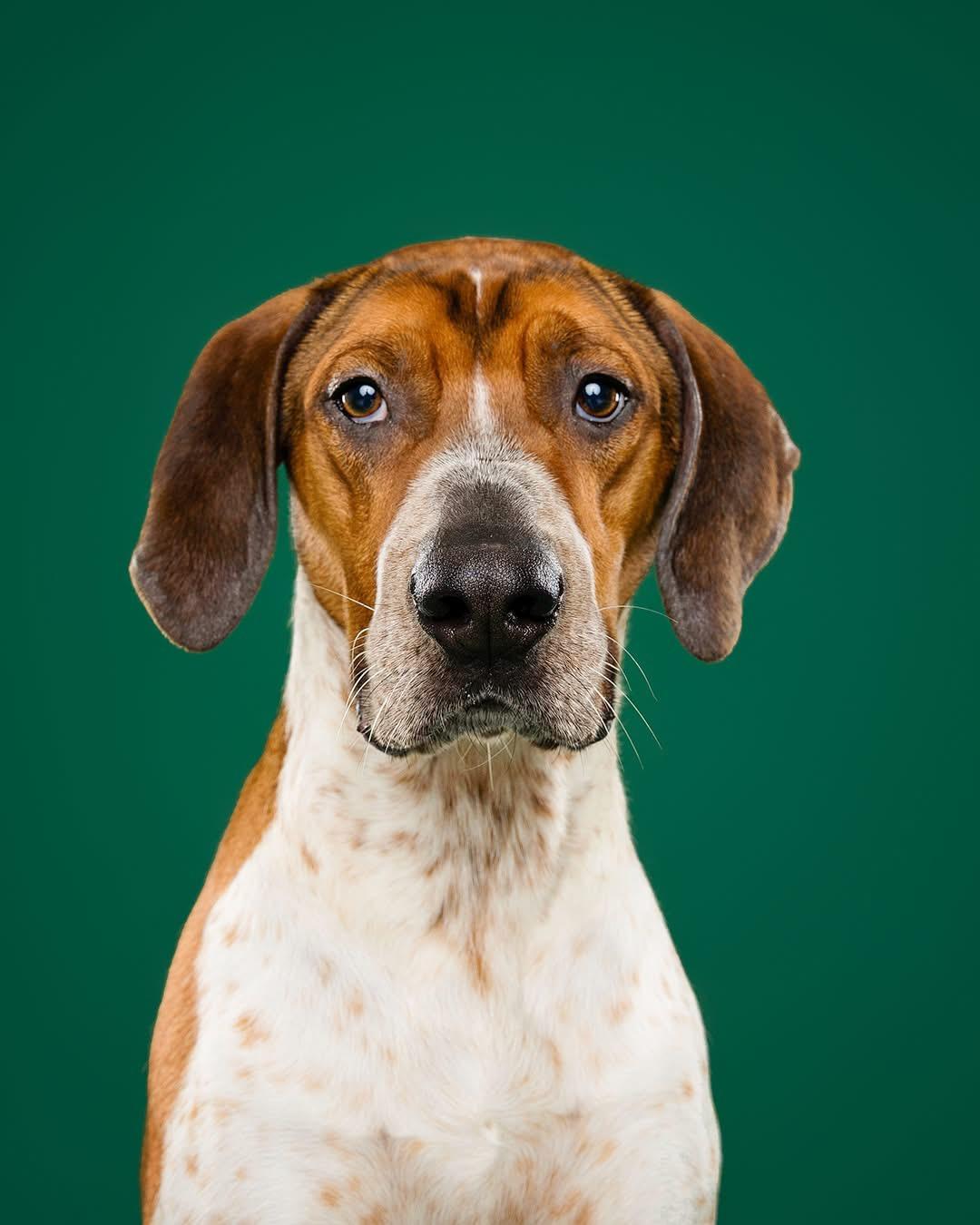 Dak, a ADOPTABLE mixed breed in Brampton, ON image 4/6