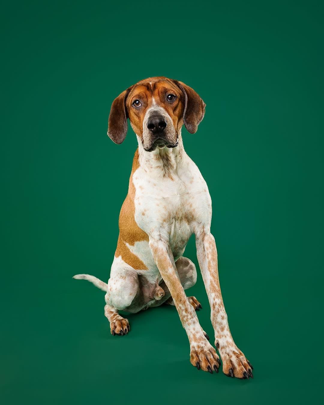 Dak, a ADOPTABLE mixed breed in Brampton, ON image 3/6