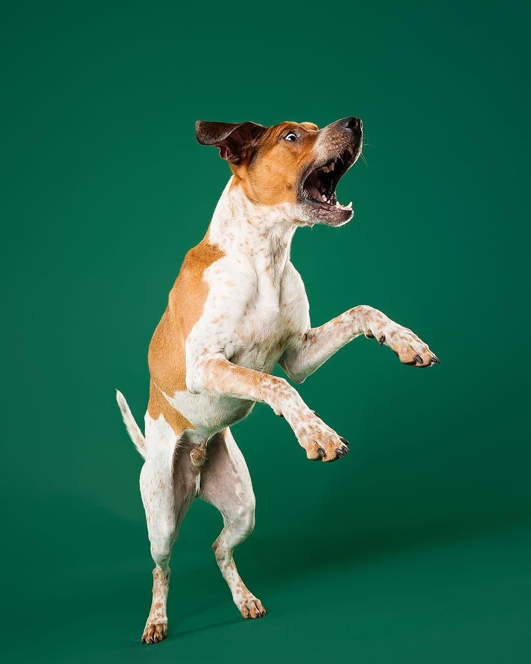 Dak, a ADOPTABLE mixed breed in Brampton, ON image 6/6