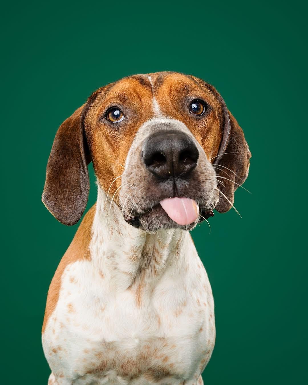 Dak, a ADOPTABLE mixed breed in Brampton, ON image 5/6