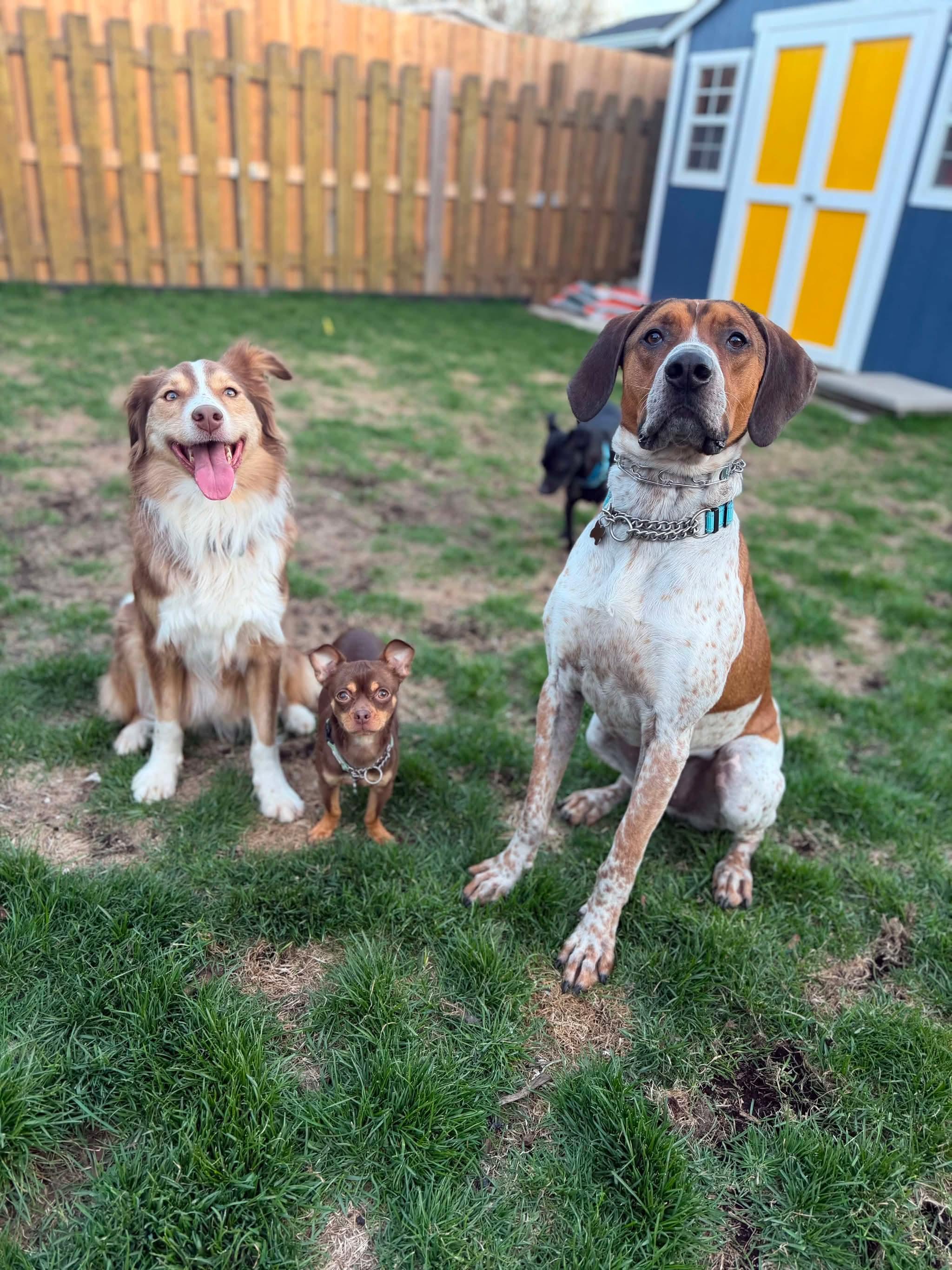 Dak, ADOPTABLE, Young Male Coonhound & American Bulldog.