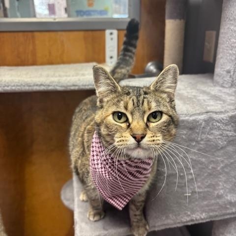 Tink, adopted, Adult Female Tabby.