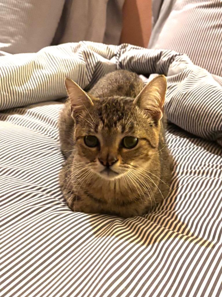 Enlarge Eugene, a Adoptable mixed breed in Tulsa, OK image 1/6