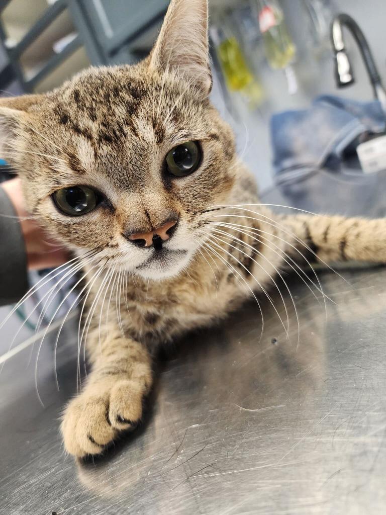 Enlarge Eugene, a Adoptable mixed breed in Tulsa, OK image 2/6