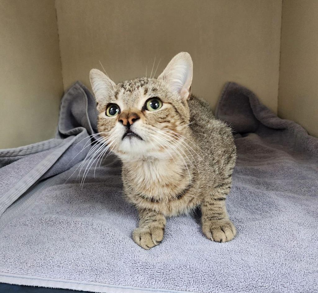 Enlarge Eugene, a Adoptable mixed breed in Tulsa, OK image 3/6