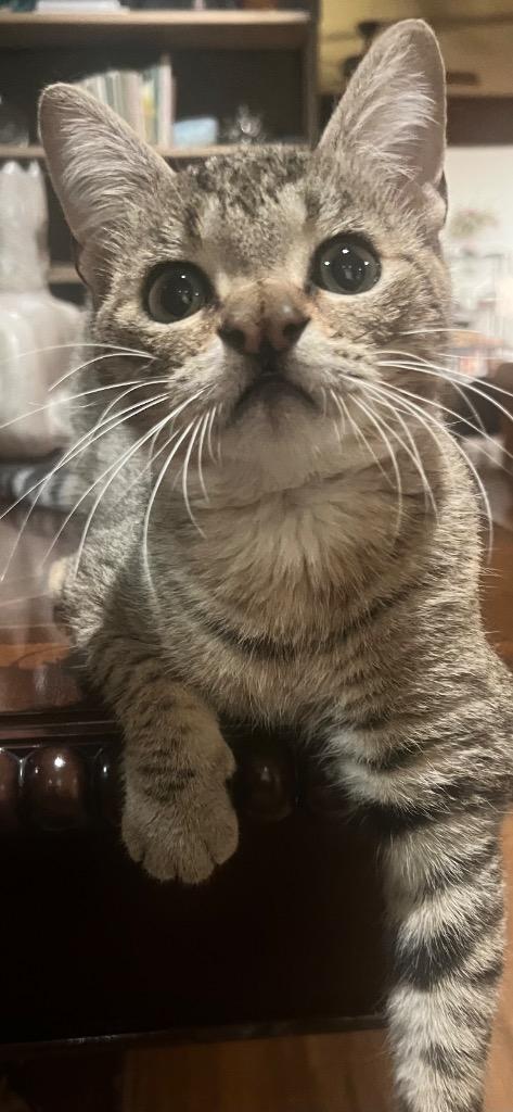 Enlarge Eugene, a Adoptable mixed breed in Tulsa, OK image 4/6