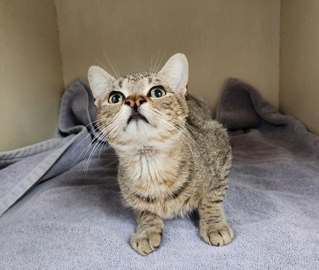 Enlarge Eugene, a Adoptable mixed breed in Tulsa, OK image 5/6