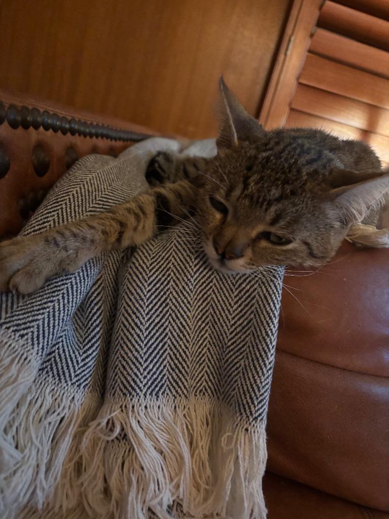 Enlarge Eugene, a Adoptable mixed breed in Tulsa, OK image 6/6