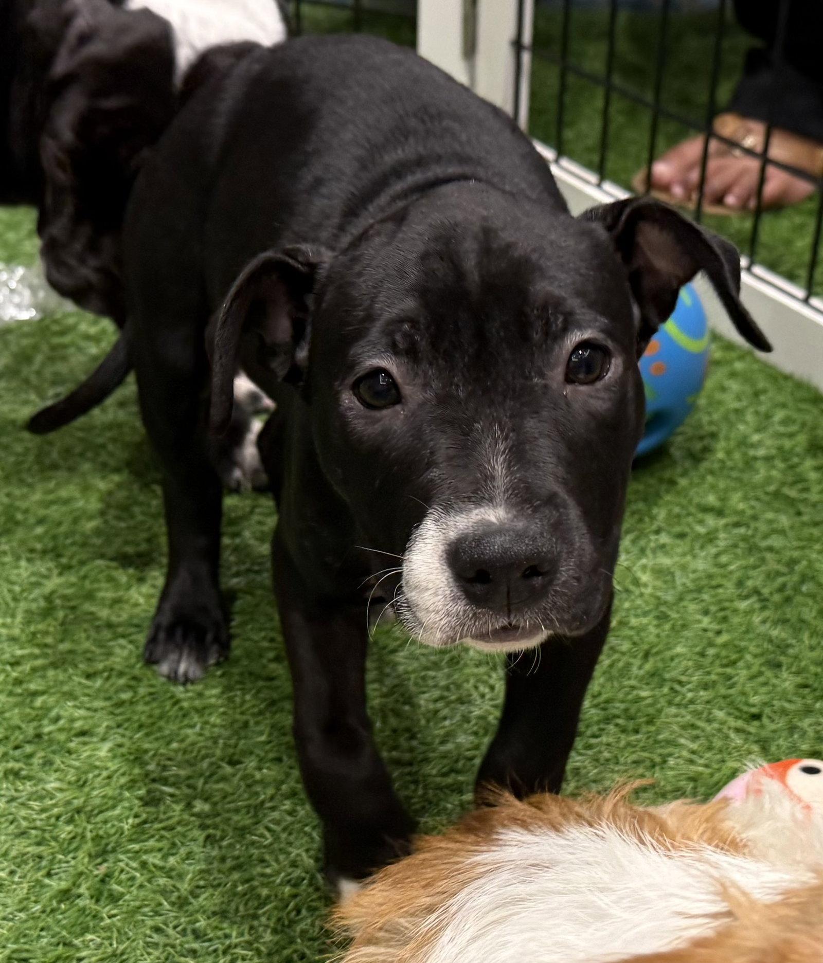 Kate Beckett Doglando Graduate, Adopted, Young Female Terrier.