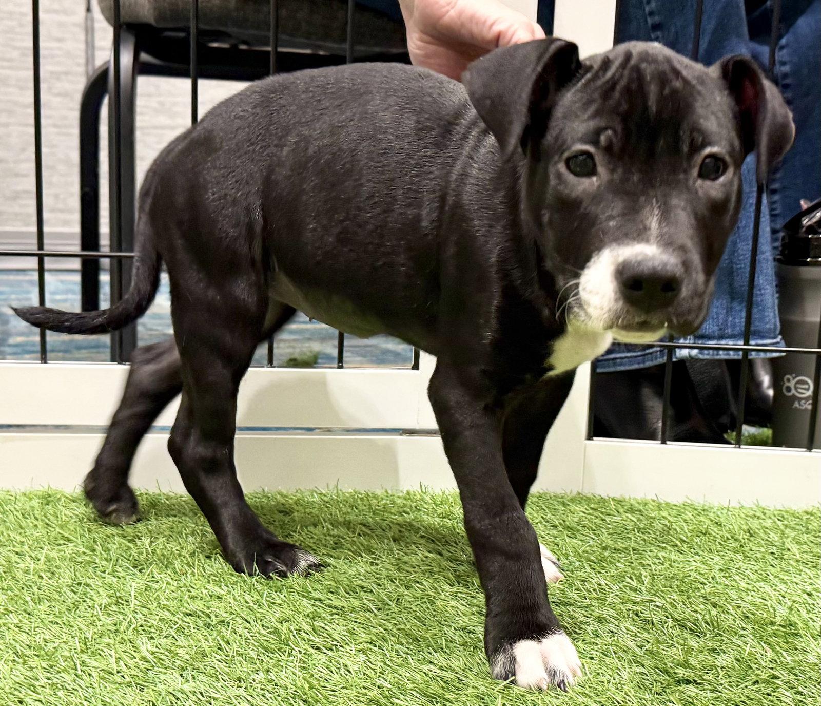 Enlarge Kate Beckett Doglando Graduate, a Adopted Terrier in Sanford, FL image 2/3