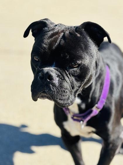 Meatball, a Adoptable mixed breed in Longview, TX image 1/3