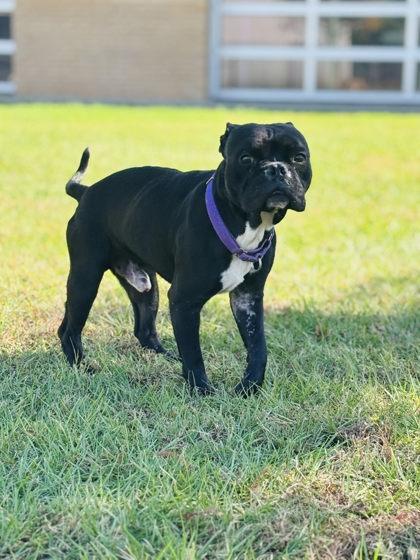 Meatball, a Adoptable mixed breed in Longview, TX image 2/3