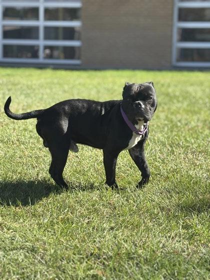 Meatball, a Adoptable mixed breed in Longview, TX image 3/3