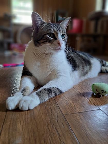 Enlarge KC, a Adoptable mixed breed in Manning, SC image 3/3