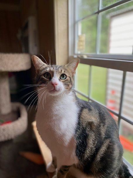 KC, a Adoptable mixed breed in Manning, SC image 1/2