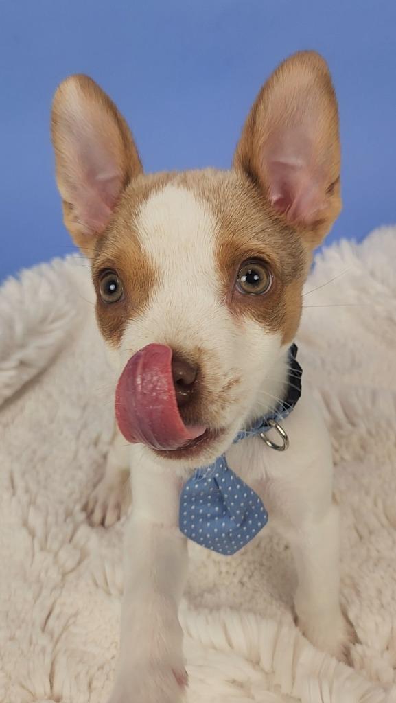 Bartlett, a Adoptable mixed breed in Phoenix, AZ image 1/6