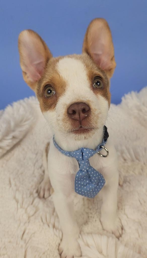 Bartlett, a Adoptable mixed breed in Phoenix, AZ image 2/6
