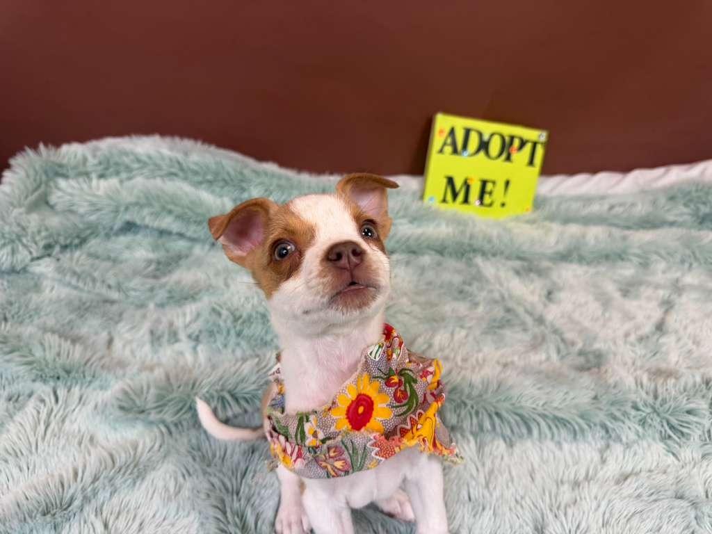 Bartlett, a Adoptable mixed breed in Phoenix, AZ image 3/6