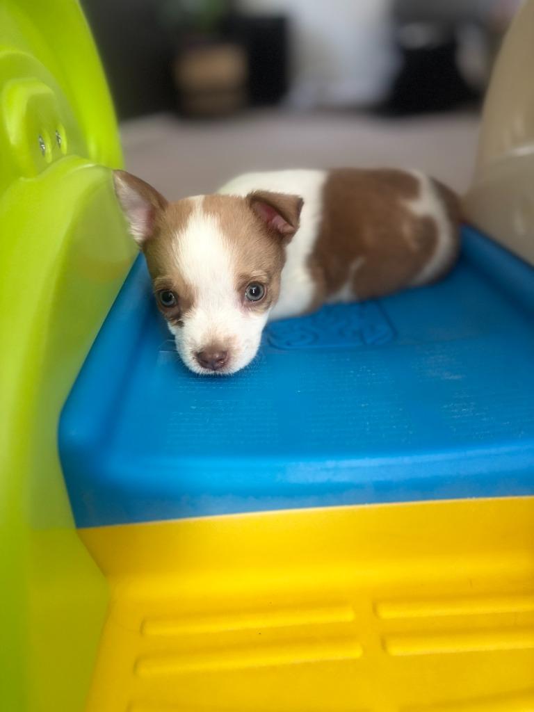 Bartlett, a Adoptable mixed breed in Phoenix, AZ image 4/6