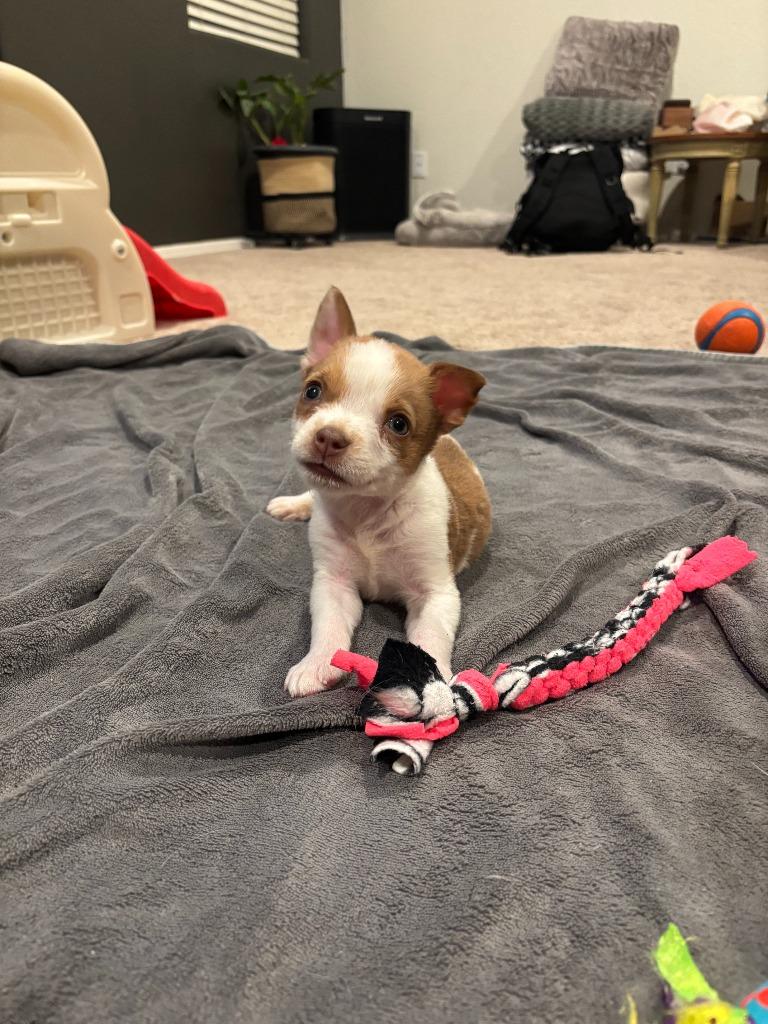 Bartlett, a Adoptable mixed breed in Phoenix, AZ image 5/6