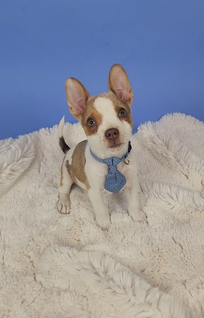 Bartlett, a Adoptable mixed breed in Phoenix, AZ image 6/6