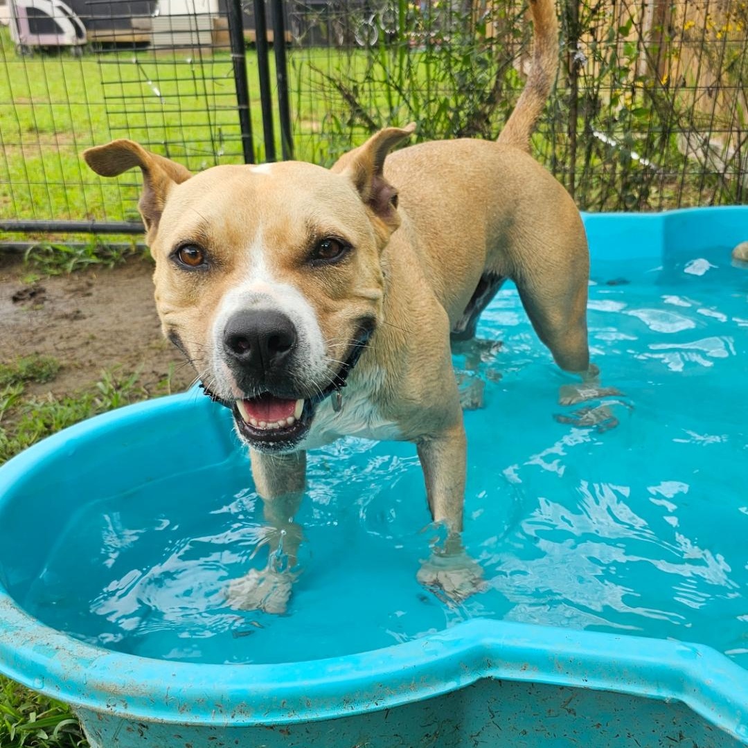 Enlarge Scott, a Adoptable mixed breed in Willis, TX image 3/5