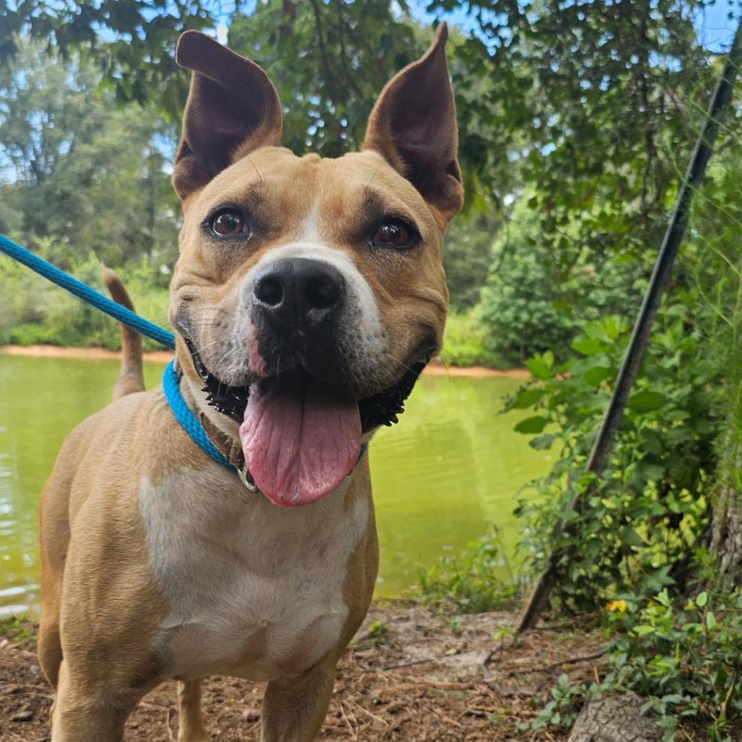 Enlarge Scott, a Adoptable mixed breed in Willis, TX image 1/5