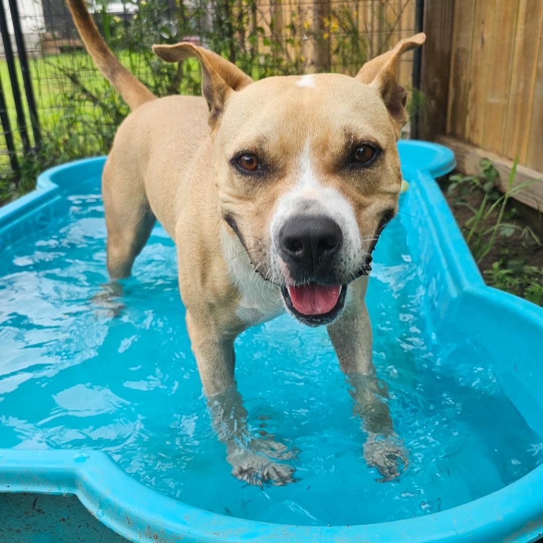 Enlarge Scott, a Adoptable mixed breed in Willis, TX image 4/5