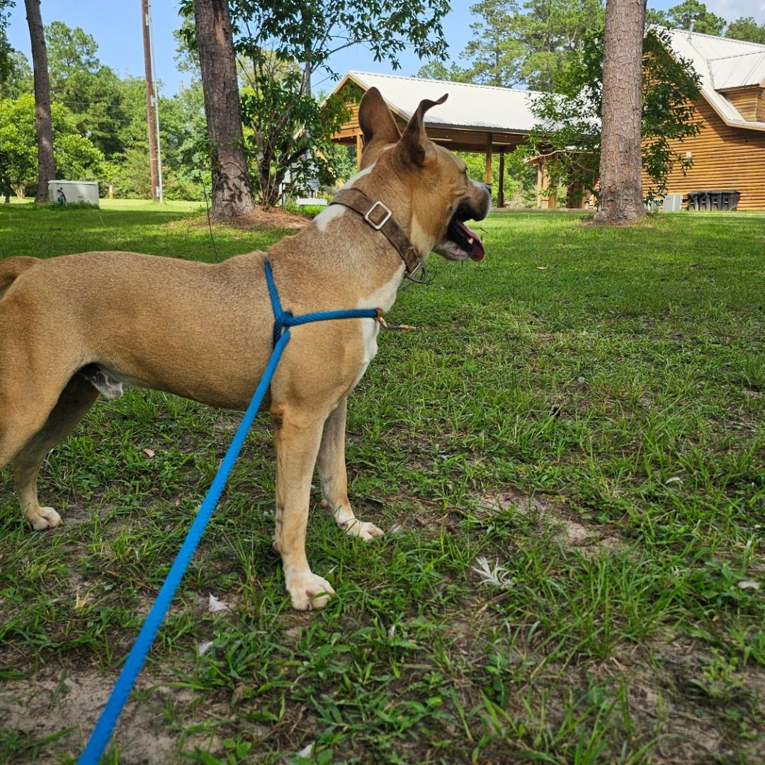 Enlarge Scott, a Adoptable mixed breed in Willis, TX image 5/5