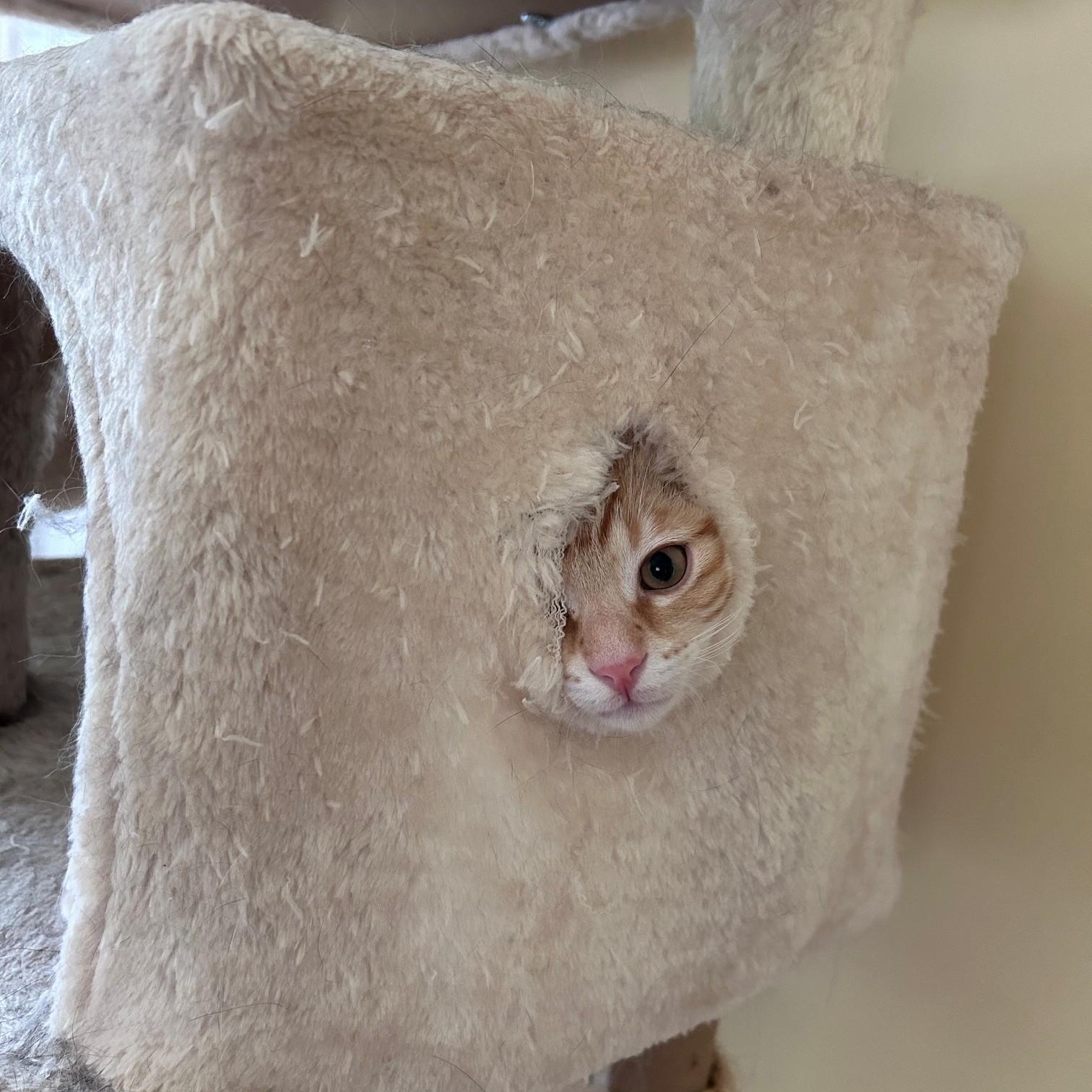 Colby, an adopted American Shorthair in Cleveland, OH image 5/6