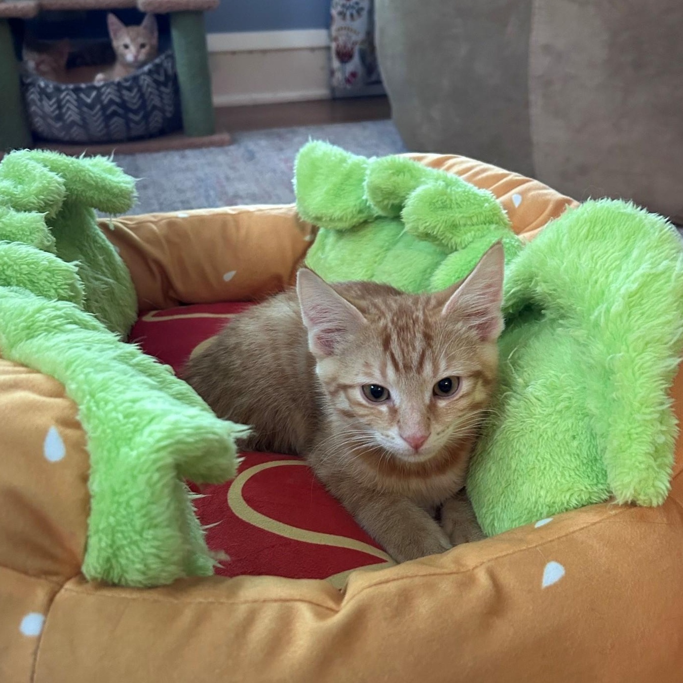 Colby, an adopted American Shorthair in Cleveland, OH image 2/6
