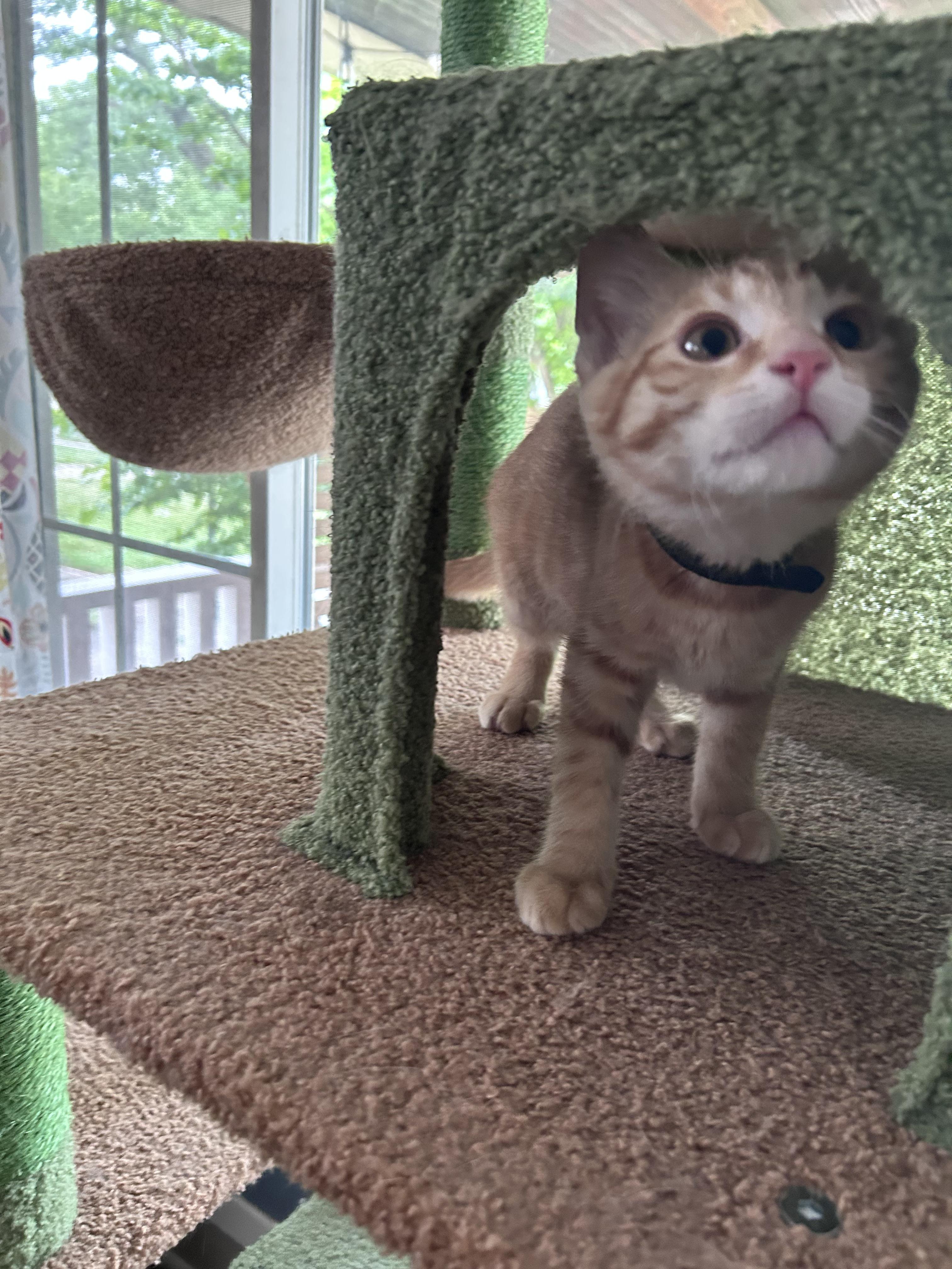 Colby, a Adoptable American Shorthair in Cleveland, OH image 2/6
