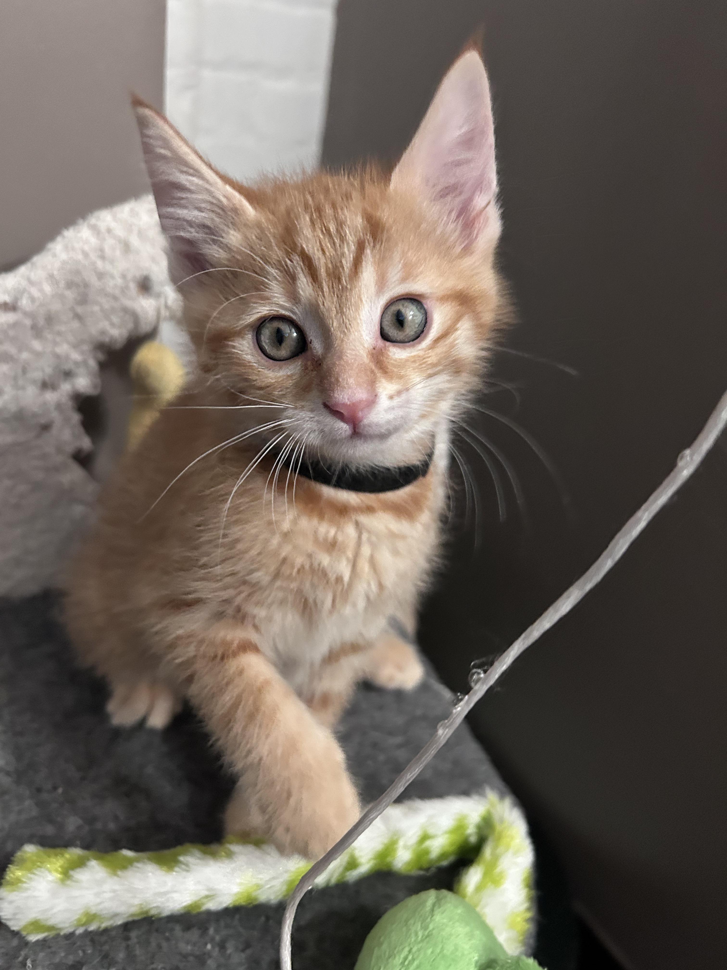 Colby, a Adoptable American Shorthair in Cleveland, OH image 3/6