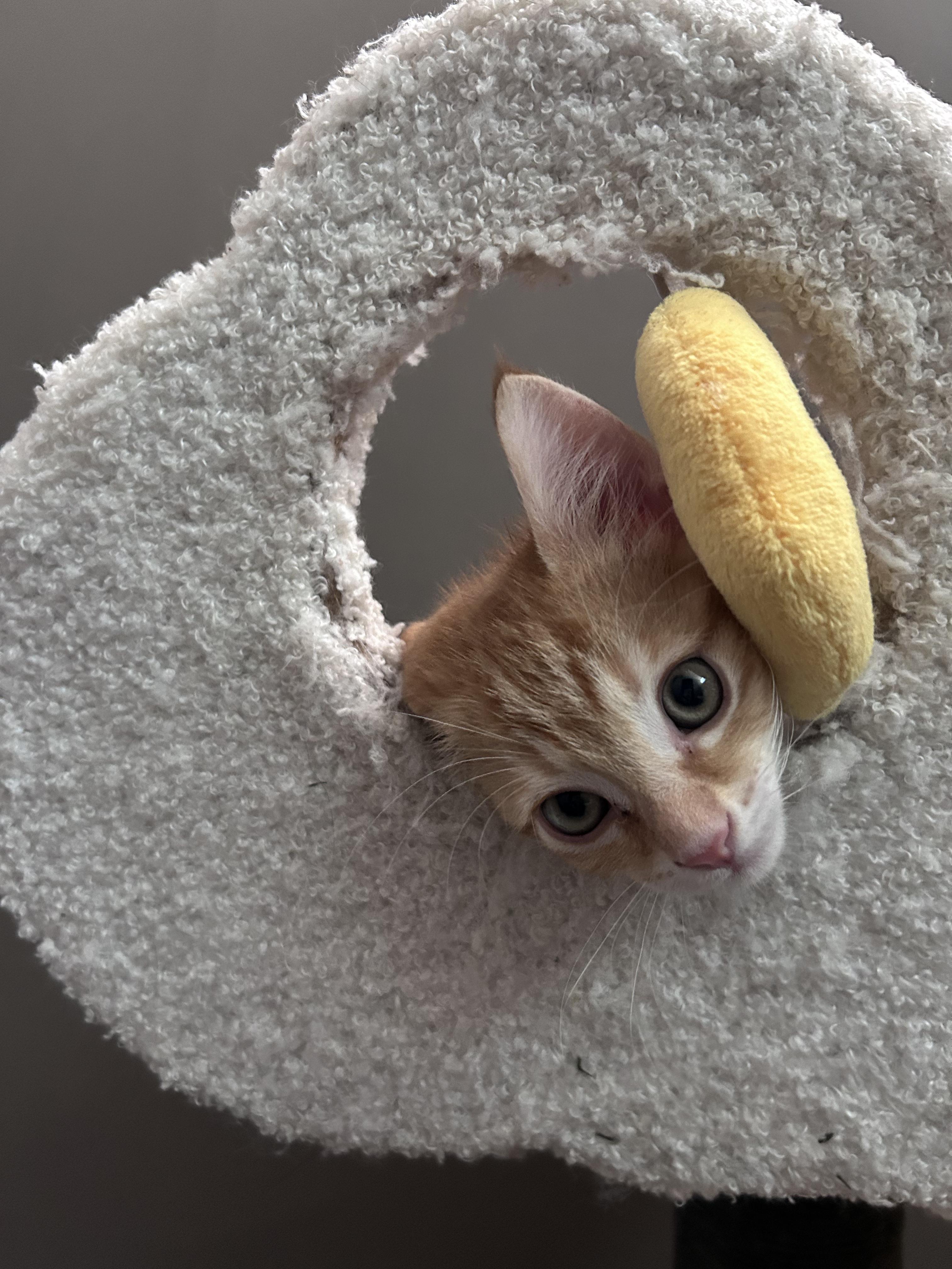 Colby, a Adoptable American Shorthair in Cleveland, OH image 5/6