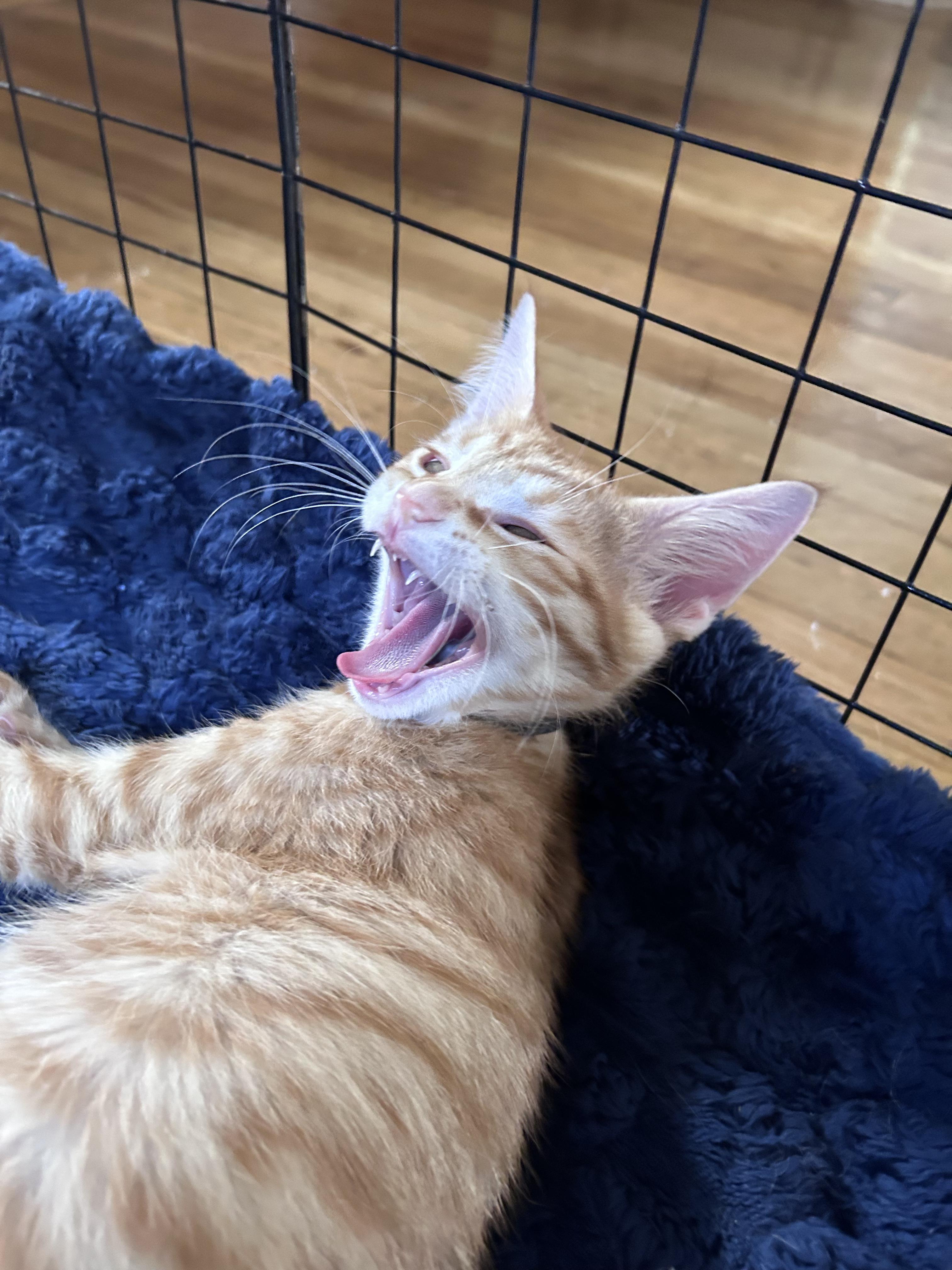 Colby, a Adoptable American Shorthair in Cleveland, OH image 4/6