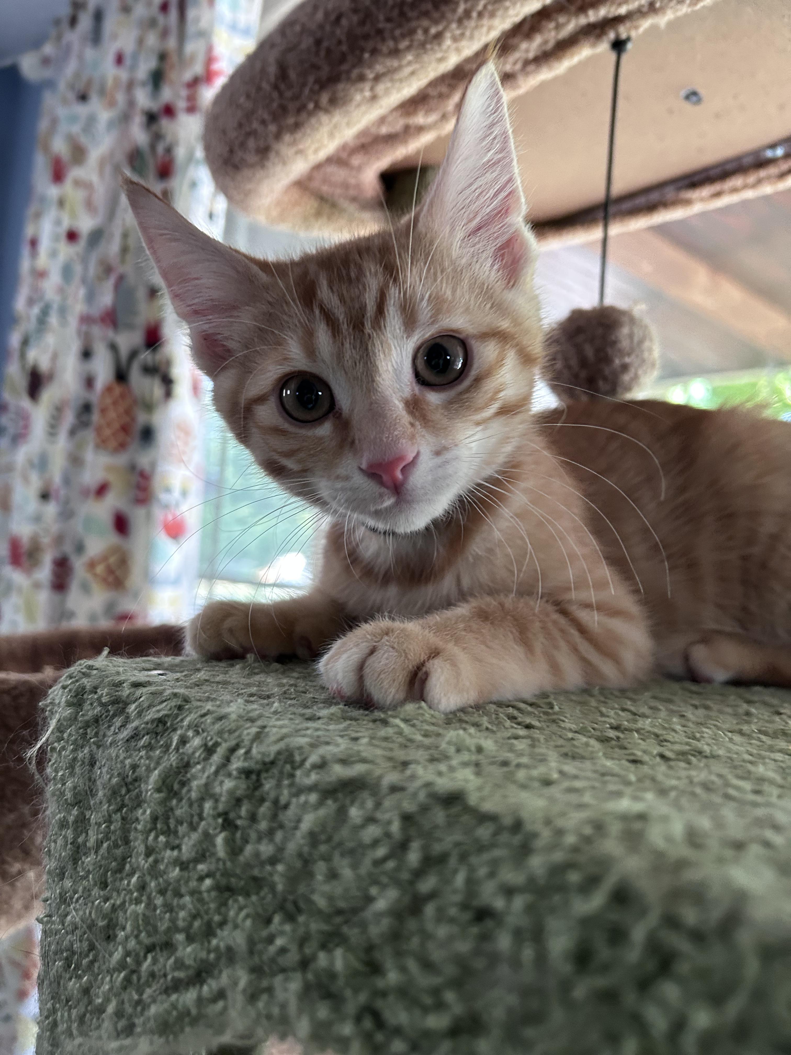 Colby, a Adoptable American Shorthair in Cleveland, OH image 1/6