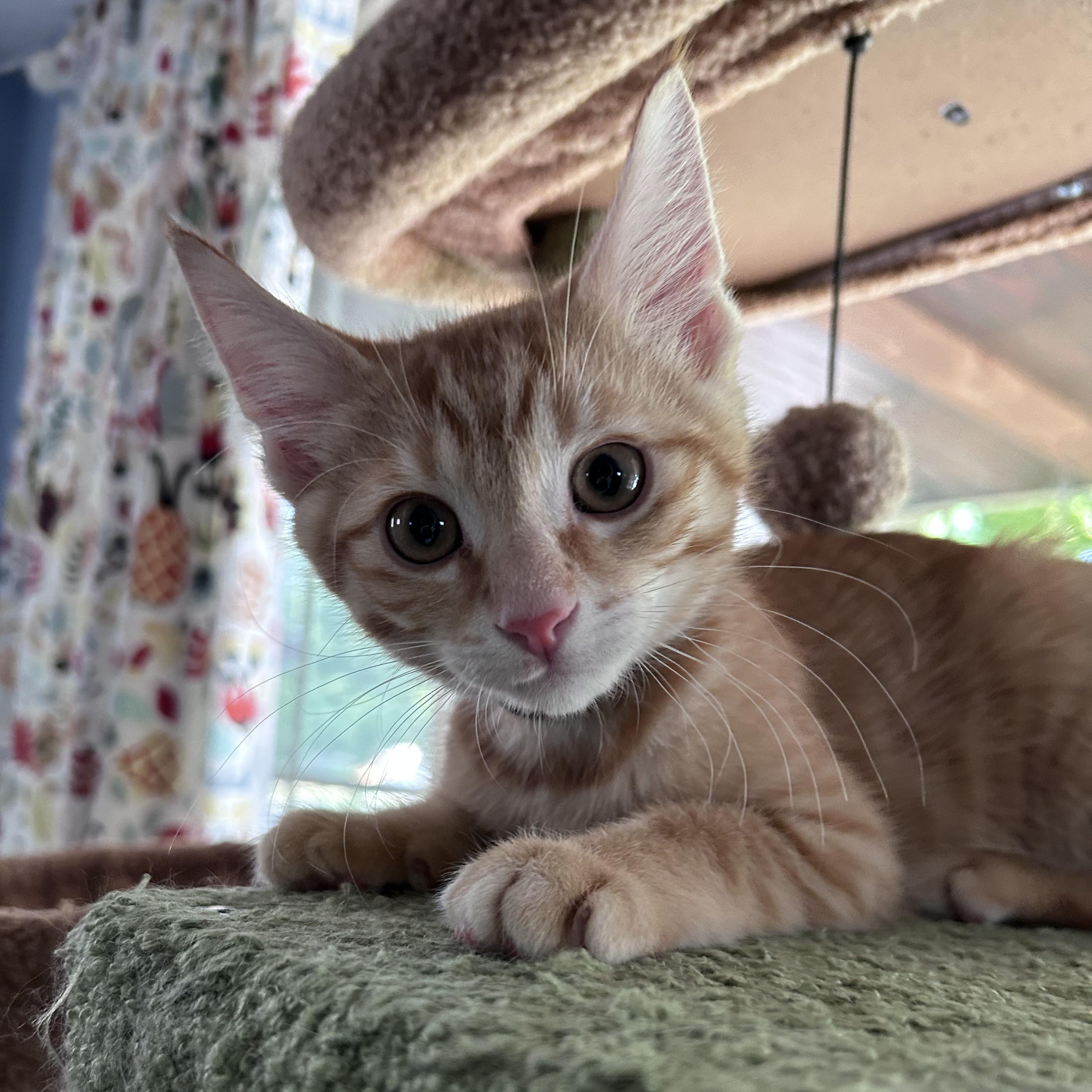 Colby, an adopted American Shorthair in Cleveland, OH image 4/6