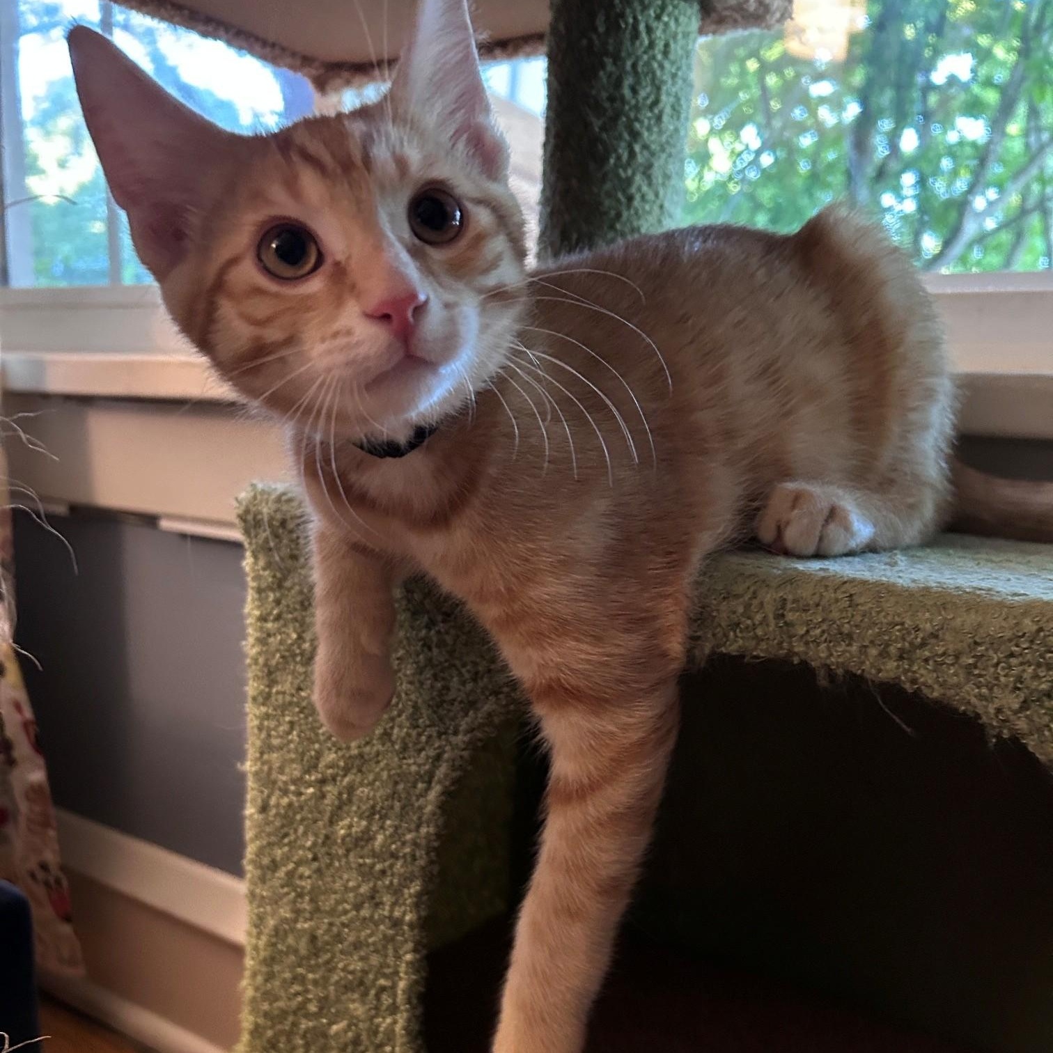 Colby, an adopted American Shorthair in Cleveland, OH image 1/6