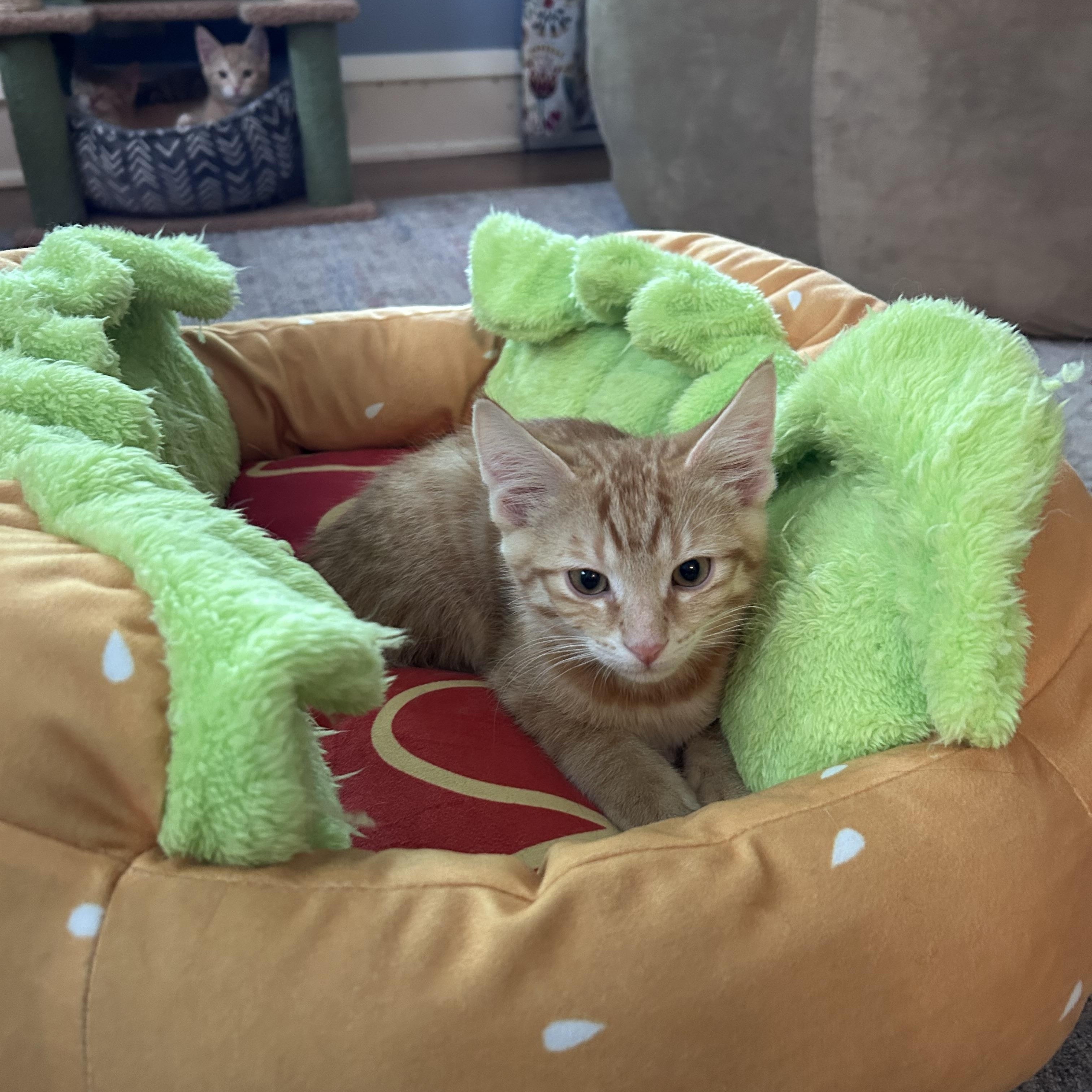 Enlarge Colby, a Adoptable American Shorthair in Cleveland, OH image 4/6