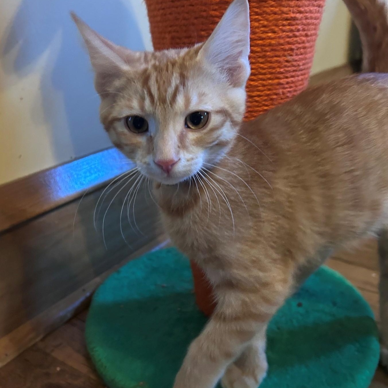 Colby, an adopted American Shorthair in Cleveland, OH image 3/6