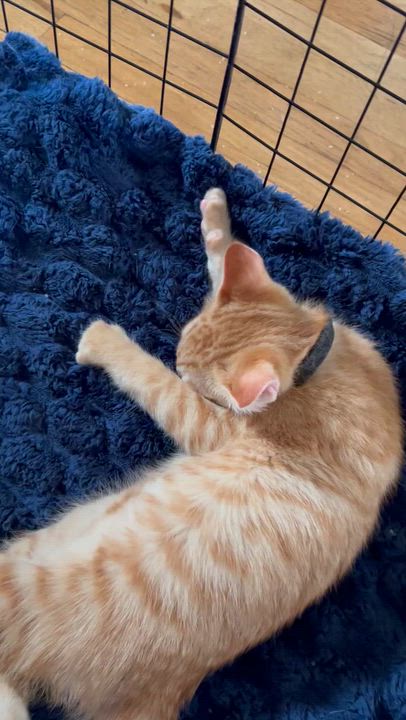 Enlarge Colby, a Adoptable American Shorthair in Cleveland, OH video 6/6