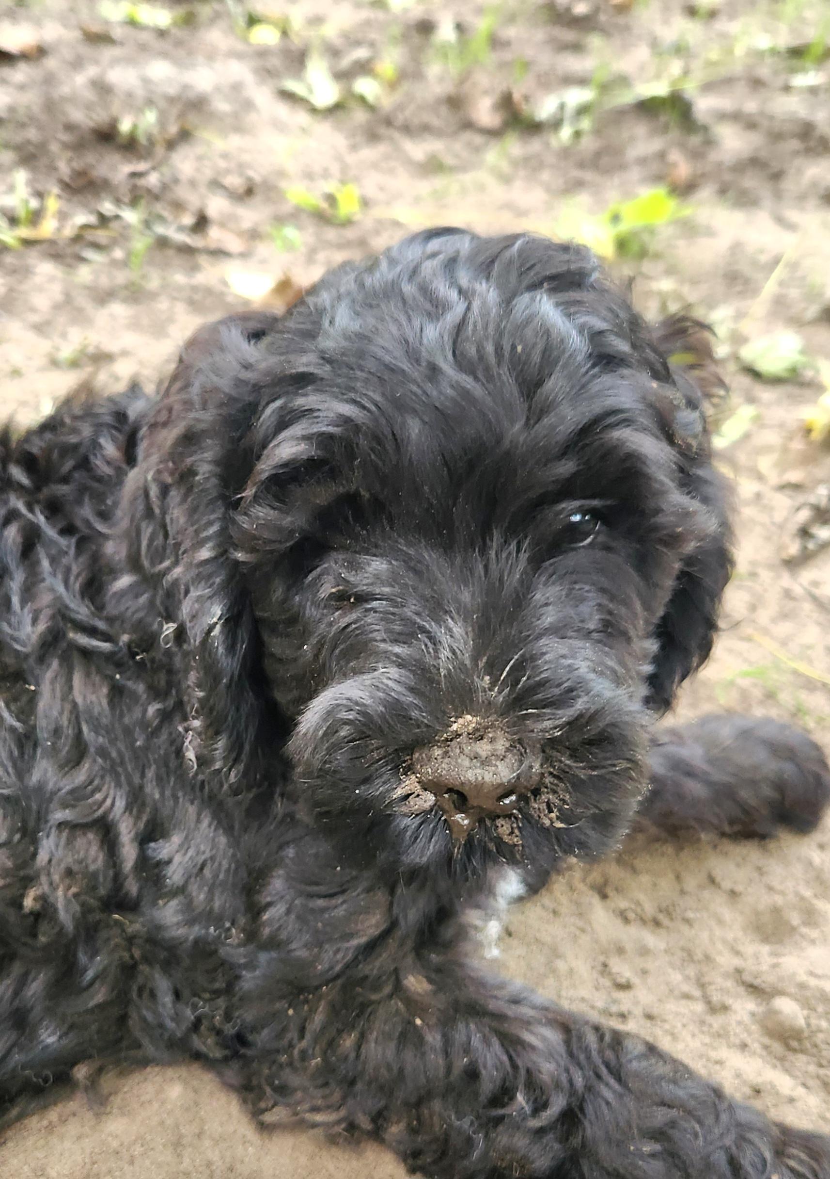 Enlarge Mikey, a Adoptable Labradoodle in Liberty Center, OH image 5/5